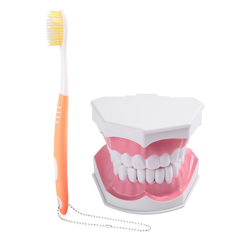 Adult Dental Teeth Model and Toothbrush with Removable High Grade