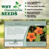 Outsidepride 10000 Seeds Annual Anagallis Arvensis Scarlet Pimpernel Flower Seeds