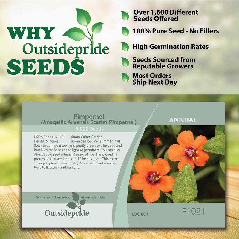 Outsidepride 10000 Seeds Annual Anagallis Arvensis Scarlet Pimpernel Flower Seeds