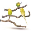 3 Curly Perches – Corkscrew Hazel (from varied Alternative to