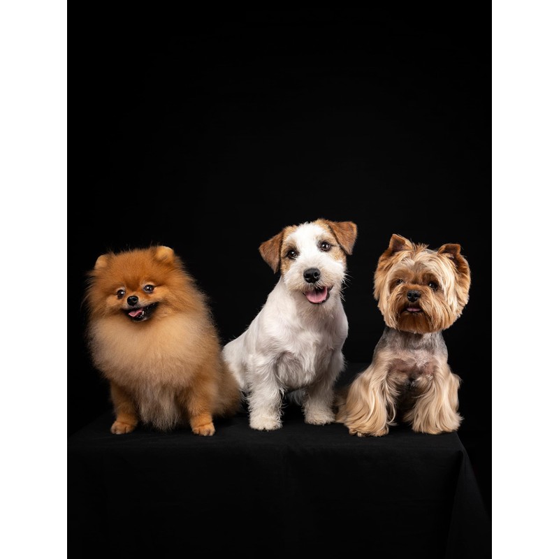 Hidratta Premium Pet Pin Brush “Butter” – Comfortable Pin Brush