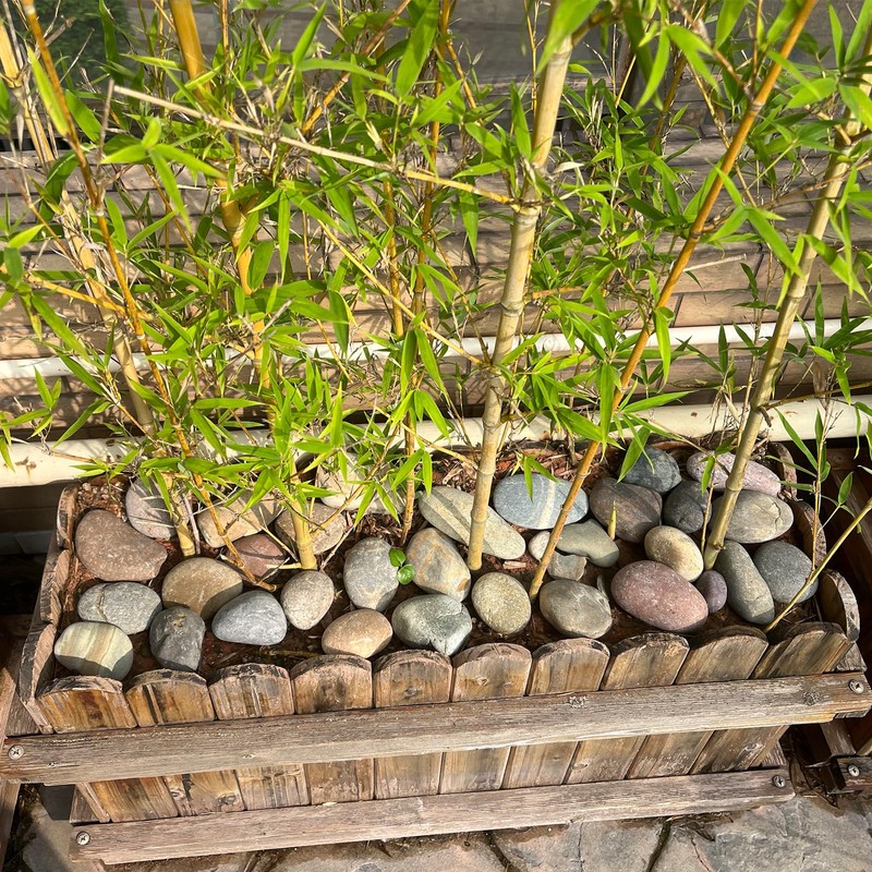 FANTIAN 40 lbs Natural Unpolished Bulk Rocks Mexican Beach Pebbles,