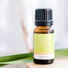 ECO. Modern Essentials Citronella Pure Essential Oil, 10ml