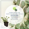 Live Aromatic and Edible Herb - Eucalyptus (4 Per Pack)