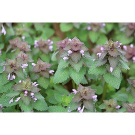 EdenWilds 25 Organic Purple Dead-Nettle Seeds ~Lamium purpureum Archangel Free US Shipping