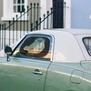 Mr. & Mrs. Panda Car Sun Shade Pug Gift Sayings