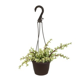 Variegated Portulacaria Afra Live Plants Indoor Plants, Succulents Plants Live Hanging Plants, Hanging Planter Basket Succulent Gift, Live Succulents Plants Live Houseplants by Plants for Pets