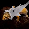 YAODHAOD Lizard Clothes for Bearded Dragon, Lizard Reptile Shark Costume,