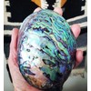 Large Abalone Shell Polished Paua Rainbow LG Sea Green Blue