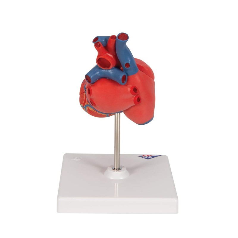 3B Scientific Human Anatomy - Classic Heart Model, 2 Pieces