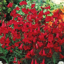 The Gardening World 250 EATON'S Penstemon Beardtongue Flower Seeds Firecracker Red Hummingbird