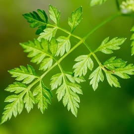 Chervil, Curled (Anthriscus cerefolium) Herb Seeds, an Ancient Herb, Mild Flavor, Distinctive Curled, Feathery Leaves, Rich in Vitamins, Seeds by MySeeds.Co, You Choose The Amount (1 oz)