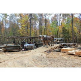 1 Knotty Pine Wood Board @ 1/4 inch Thick x 5-6 Inches Wide (in That Range) x 24 Inches Long. Kiln Dry Lumber
