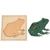 MONTESSORI Frog Puzzle - MONTESSORI BIOLOGY/ZOOLOGY MATERIALS
