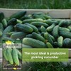 Sow Right Seeds Sow Right Seeds - National Pickling Cucumber