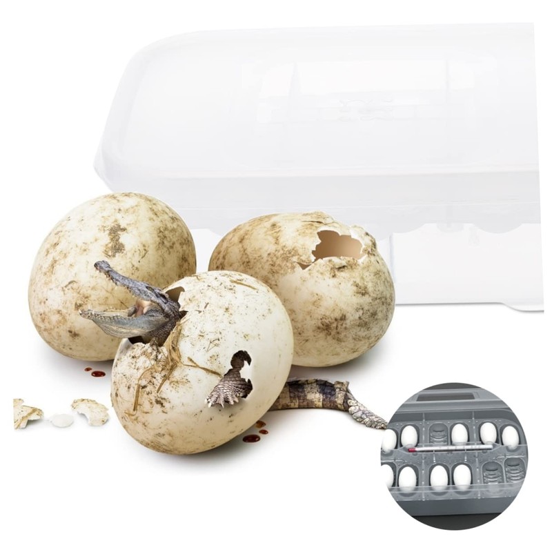 BESPORTBLE Box Reptile Hatching Incubation Box Durable Breeding Container for