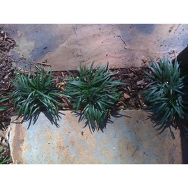 Classy Groundcovers, Dwarf Mondo Grass, Dwarf Lilyturf, Japanese Lilyturf, Monkey Grass, Kyoto (Flat of 18 Pots, 3 1/4 inch Square)