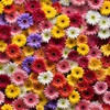 100+ Gerbera Seeds: Mix of Pink, Yellow, More for Long-Lasting