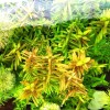 20 STEMS Rotala Rotundifolia Tropical Freshwater Aquarium Live Plant