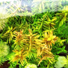 20 STEMS Rotala Rotundifolia Tropical Freshwater Aquarium Live Plant