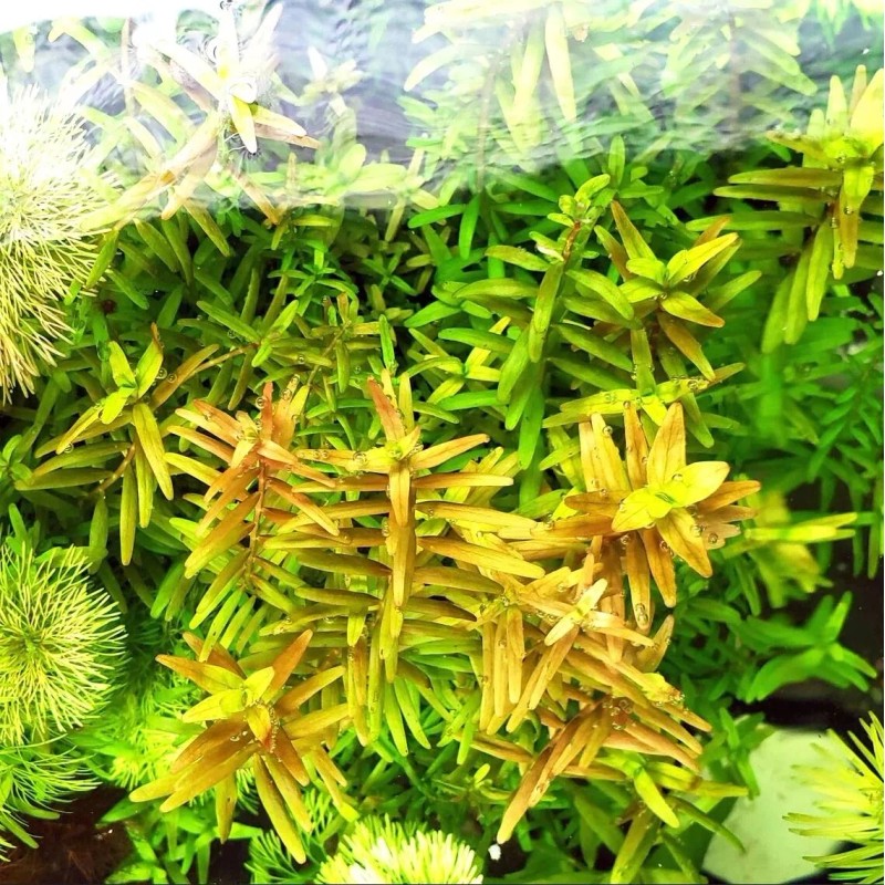 20 STEMS Rotala Rotundifolia Tropical Freshwater Aquarium Live Plant