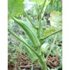 50 Perkins Long Pod Okra Seeds for Planting. Non GMO