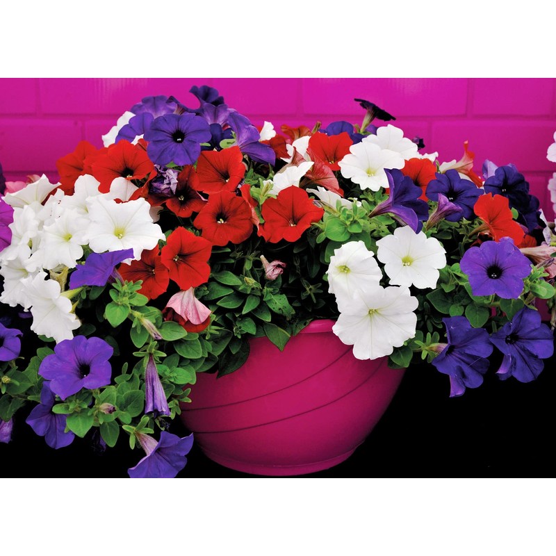 22Day Seeds: Seeds Petunia Unicum Mix/Petunia x hybrida/Annual Flowers