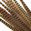 RINGNECK PHEASANT TAIL FEATHERS - 18-22 inches - 2 pc.