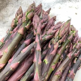 Asparagus Plants 'Purple Passion' 2 Year Crowns - Produces Vibrant Purple, Sweet, and Tender Asparagus - Asparagus Crowns from Hand Picked Nursery (5)