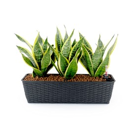 TREATLIFE HOME 2-Pack Self-Watering Rectangle Planter with Hand Woven Wicker Design, Espresso Finish for Indoor and Outdoor Use
