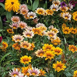 300 Gazania Seeds Mix Heat & Drought Tolerant Garden Flower & Ground Cover Plants