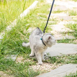 Filbert Leather Cat Collar, Reflective Cat Collar, Leather Accessories with Bell, Bird Warning, Suitable for Indoor and Outdoor, Non Breakaway, Durable, Stylish Design, Royal Blue