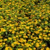 Outsidepride Creeping Zinnia - 4000 Seeds
