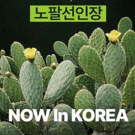 Detailed reference Daewon Health Blocking Organic 100% Nopal Cactus Powder Efficacy Neoferncia 14 sachets 7 / 대원헬스 블락킹 유기농 100% 노팔선인장 분말 가루 효능 네오펀시아 14포 7개