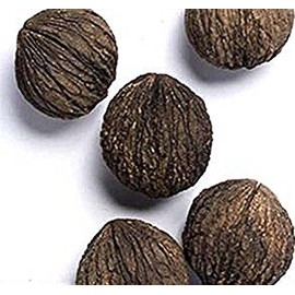 25 Seeds x Black Walnut Tree Nut Seeds, Juglans nigra - Northern - Hardy to Zone 5 - by MySeeds.Co (25 Seeds)