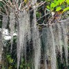 NATURAL/ORGANIC Fresh Live Florida Spanish Moss Air Plant/decorati