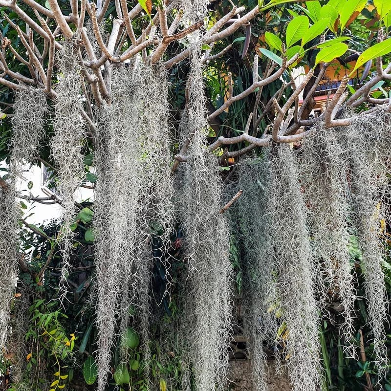 NATURAL/ORGANIC Fresh Live Florida Spanish Moss Air Plant/decorati