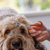 Wahl Styling Scissors for Dogs, Orange/Silver