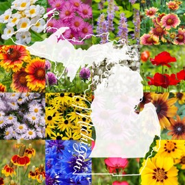 Paper Street Perennials 1/4LB Michigan Bulk Wildflower Seed Mix 1lb Covers 2,000sq-ft