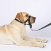 Dog Head Collar, No Pull Training Tool for Dogs on