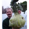 KIRA SEEDS - Seeds Biennial Kohlrabi - Giant Cabbage -