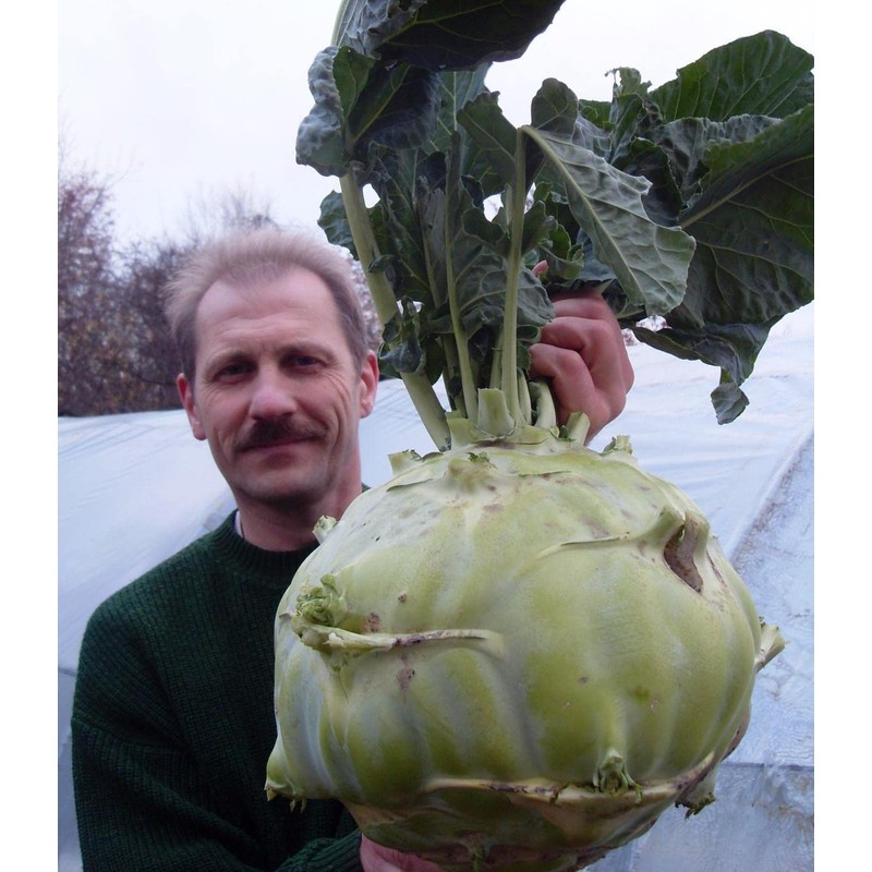 KIRA SEEDS - Seeds Biennial Kohlrabi - Giant Cabbage -