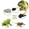 Mbrain5pcs Frog Growth Cycle with Flash Cards,Life Cycle Learning &