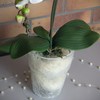 Flower Pot Orchid Pot Height 165 mm D 130 mm