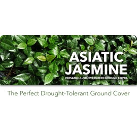 Asiatic Jasmine Minima | 30 Live Plants | Trachelospermum Asiaticum | Ground Cover, Fast Growing, Low Maintenance Evergreen, Cold Hardy, Drought Tolerant, Dense Growth, Landscaping