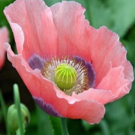 5,000+ STRATIFIED The Giant Poppy Seeds Giganteum Pap. Somniferum Organic Blooms