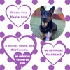 Speak Pet Products Natural Waterless Bath Spray, for Dogs, Calming
