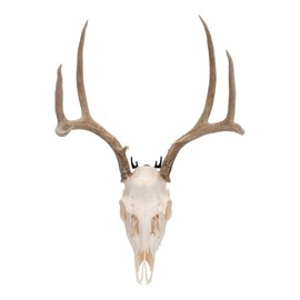 Allen Company Steel Trophy Wall Hook, 1/8" Thick, Works with Deer Skulls, Hats, Coats, & Gear, 2-Hooks Per Pack, Black