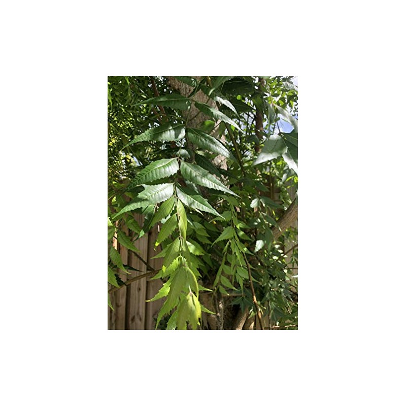 Fresh Neem Leaves (Margosa or Azadirachta Indica) 100-120 Leaves