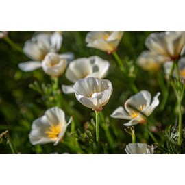 White Linen California Poppy Seeds for Planting, 1000+ Flower Seeds Per Packet, (Isla's Garden Seeds), Non GMO Seeds, Scientific Name: Eschscholzia californica, Great Home Garden Gift